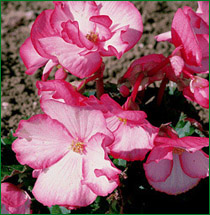 Begonia 'Pin-up' 