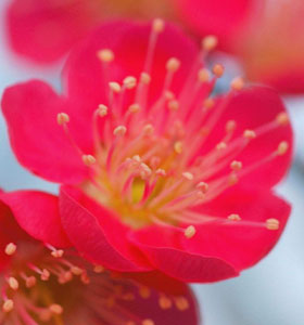 Prunus mume 'Beni-Chidori'