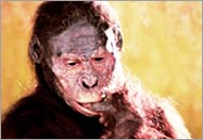 Lucy (Australopithecus afarensis)