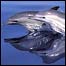 डॉल्फ़िन