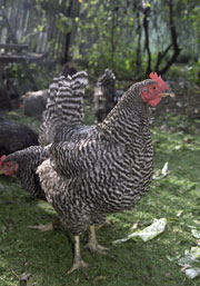 hen