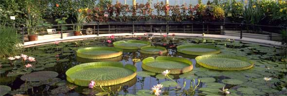 The Waterlily House at Kew