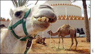 Nemocní předtím porazili nezdravého velblouda