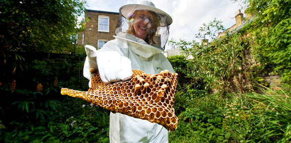 The secrets and pleasures of urban beekeeping, with Alison Benjamin
