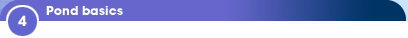 4 - Pond basics