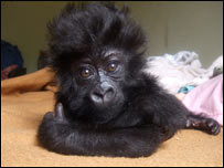 Foto: ONG Wildlife Direct