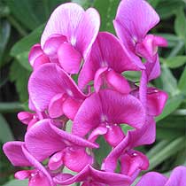 Everlasting pea