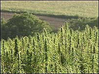 Hemp field