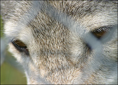 Wolf staring through a fence