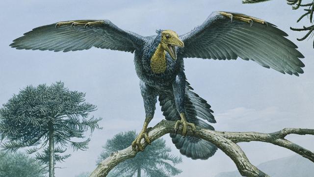Artist's impression of Archaeopteryx (image: John Sibbick / NHMPL)