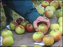 Apple Day at Broad Oak Orchard