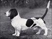 Basset Hound em 1946 (Foto: Documentário 'Pedigree Dogs Exposed' / Passionate Productions)