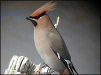 پرنده خوش صدا