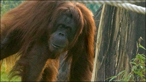 Foto tirada pela orangotango Nonja postada no Facebook (cortesia Zoo de Viena)