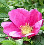 Rosa Rugosa