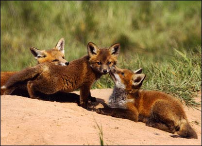 Fox cubs