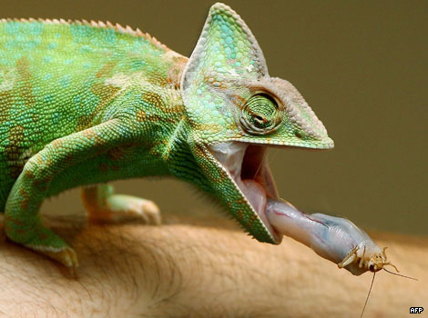 A chameleon extending its tongue to catch a cricket