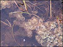 frogspawn at Tag Loop