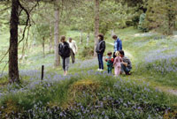 Yr arboretum yng Nghoed y Brenin