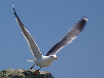 Gwylan yn hedfan gan Haydn Jones