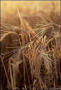 Cevada (Foto: National Non-Food Crops Centre)