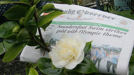 Magnollia, flowering extremely early as you can see from the local paper, dated January 6, 2012. Image by Mrs Rossalyn Morris.