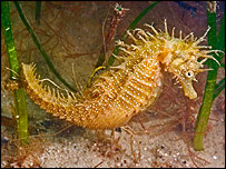 Pregnant spiny seahorse