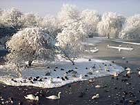 Swan at Slimbridge (Image c/o Wetlands and Wildlife Trust)