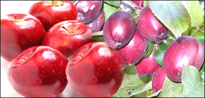 د مڼو زېرمه کول 