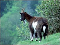 Goat on Cheddar Gorge