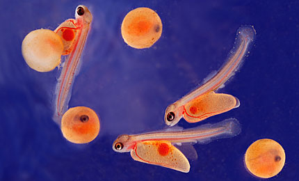Salmon eggs hatching