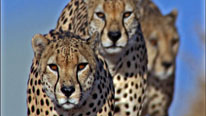 The cheetahs hunt their prey