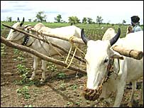 विदर्भ का एक किसान