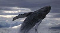 Humpback Whale from the Nature Picture Library