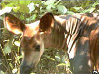 Ocapi. Foto da Sociedade Zoológica de Londres 