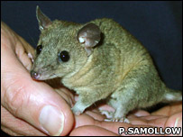 O marsupial conhecido como cuíca no Brasil