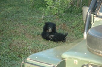 sloth bear