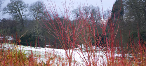Savill Garden, Berkshire