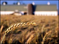 Plantação de transgênico