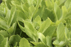 Sedum spectabile septemberglut