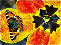 Butterfly (Image: PA Images)