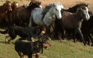 Pony Gathering (click to enlarge)