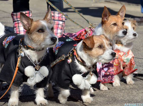 Dogs dressed in clothing