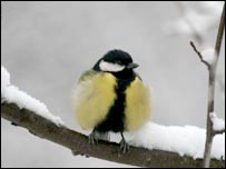 A Great Tit sitting on a snow-covered branch