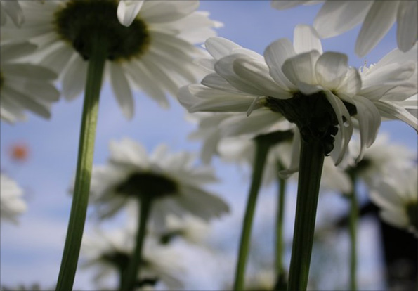 Photo by Helen Bourdeaux