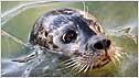 Seals c/o Gweek National Sanctuary Centre