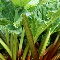 Rhubarb