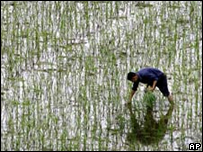 plantação de arroz na China