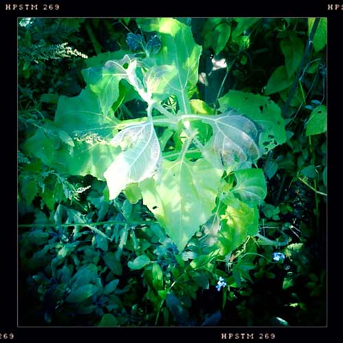 Yakon frowing in Alys' garden