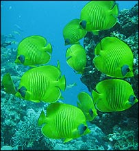 10_butterflyfish203.jpg